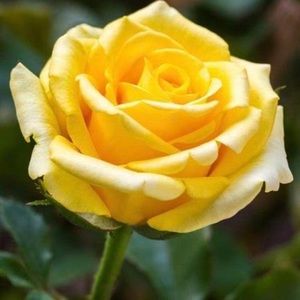 Meet your Posher, Connie